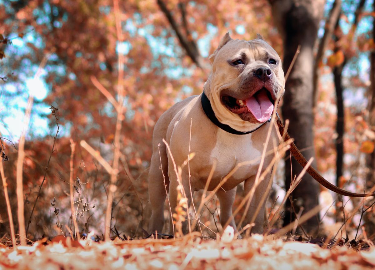 Los perros fueron detenidos por Animal Control.