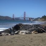 La ballena de 49 pies se acercó a tierra el domingo en Manhattan Beach en Half Moon Bay.