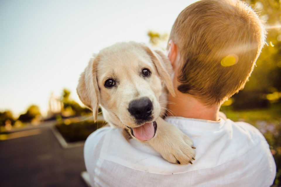 Estudio destaca que los perros lloran de alegría.