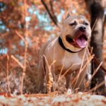 Los perros fueron detenidos por Animal Control.