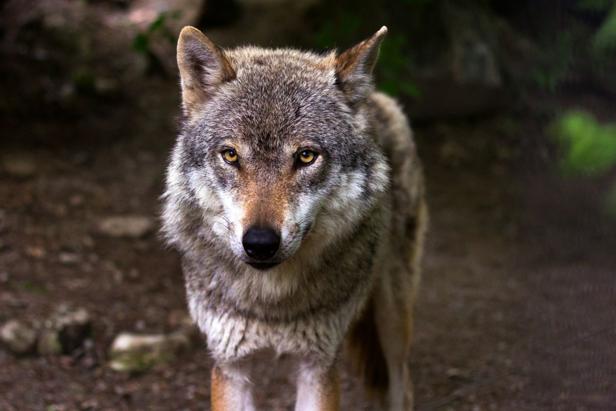 Los funcionarios están recopilando detalles sobre cómo el lobo pudo escapar.