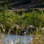 Una migrante en la orilla del Río Grande en Eagle Pass, Texas.