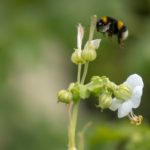 Un raro protocolo dicta que a las abejas reales también se les debe avisar sobre la muerte de la reina o el rey.