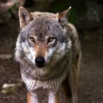 Los funcionarios están recopilando detalles sobre cómo el lobo pudo escapar.