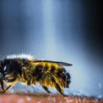 El hombre sintió el piquete de la avispa cuando la introdujo a su garganta.