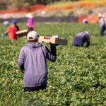 En colaboración con Ascendium y World Education Services, Jobs for the Future construirá una red de proveedores de educación y capacitación rural enfocados en el talento de inmigrantes y refugiados.