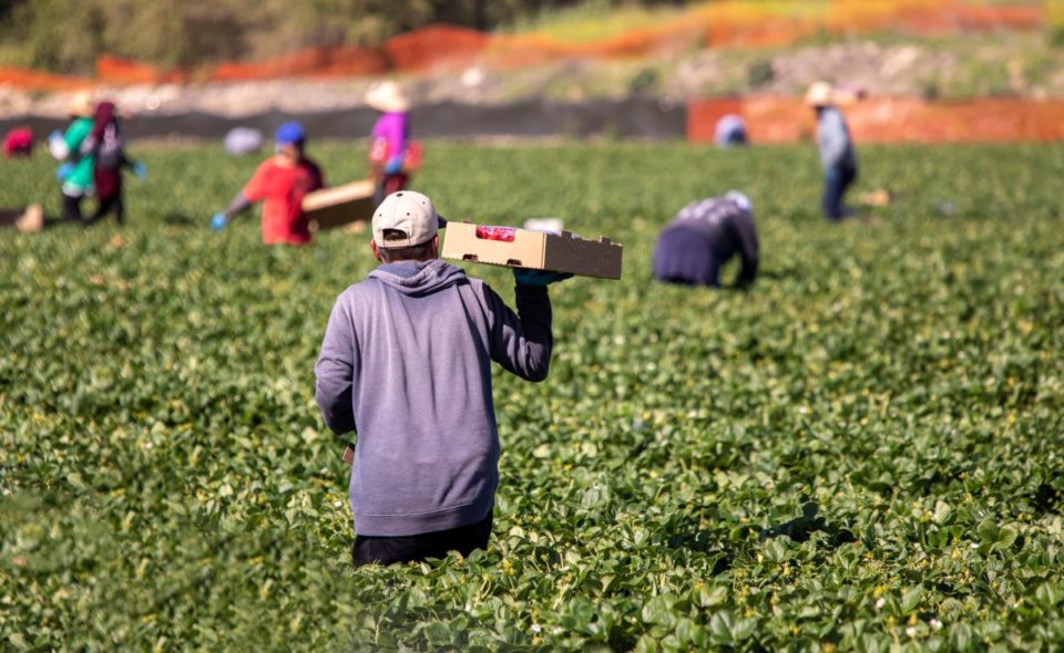 En colaboración con Ascendium y World Education Services, Jobs for the Future construirá una red de proveedores de educación y capacitación rural enfocados en el talento de inmigrantes y refugiados.