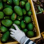 El precio de los aguacates está bajando drásticamente debido a una variedad de factores.