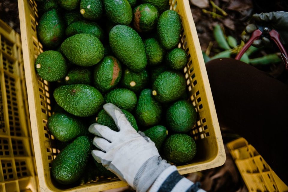 El precio de los aguacates está bajando drásticamente debido a una variedad de factores.