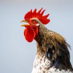 El santuario de animales tiene cámaras de vigilancia y se están revisando las imágenes para ver si alguien se lo llevó. (Imágenes solo con fines ilustrativos).