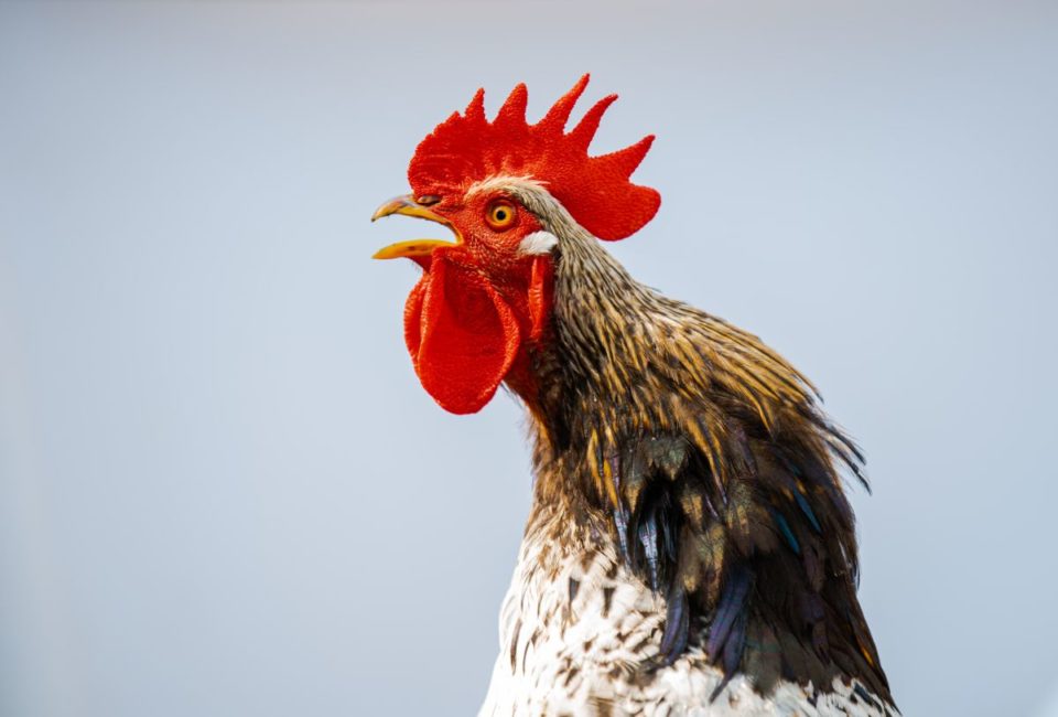 El santuario de animales tiene cámaras de vigilancia y se están revisando las imágenes para ver si alguien se lo llevó. (Imágenes solo con fines ilustrativos).