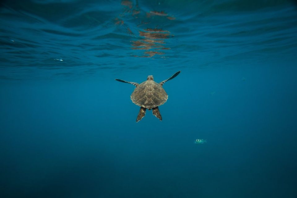 La "Leviathanochelys aenigmatica" fue una de las tortugas marinas más grandes que jamás haya existido.