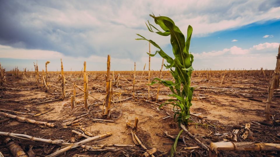 Hay cosas biológicas en animales que se han visto modificadas por el cambio climático.