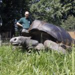 "Jonathan" se convirtió en la tortuga más anciana en el registro humano.