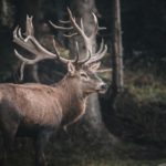 Como parte de su ciclo reproductivo, los alces cambian de astas en esta época del año.