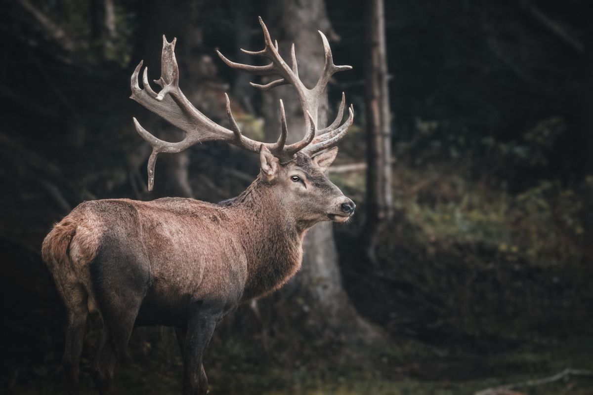 Como parte de su ciclo reproductivo, los alces cambian de astas en esta época del año.