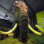 Quieren reintroducir al mamut lanudo en el mismo ecosistema en el que una vez vivió.