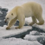 En la historia reciente de Alaska, los ataques mortales por parte de osos polares han sido bastante raros.