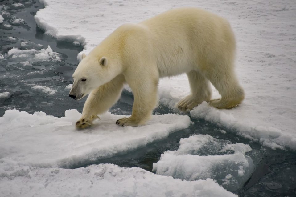 En la historia reciente de Alaska, los ataques mortales por parte de osos polares han sido bastante raros.