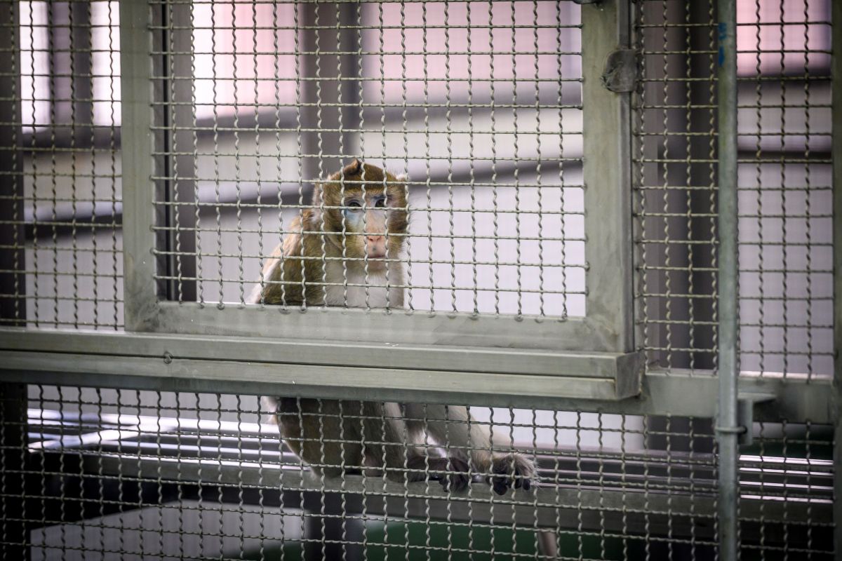 Esto no significa que se hayan prohibido por completo las pruebas de nuevos medicamentos en animales. 