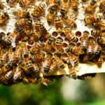 Más allá de la miel, se confía en las abejas para la polinización de los alimentos.