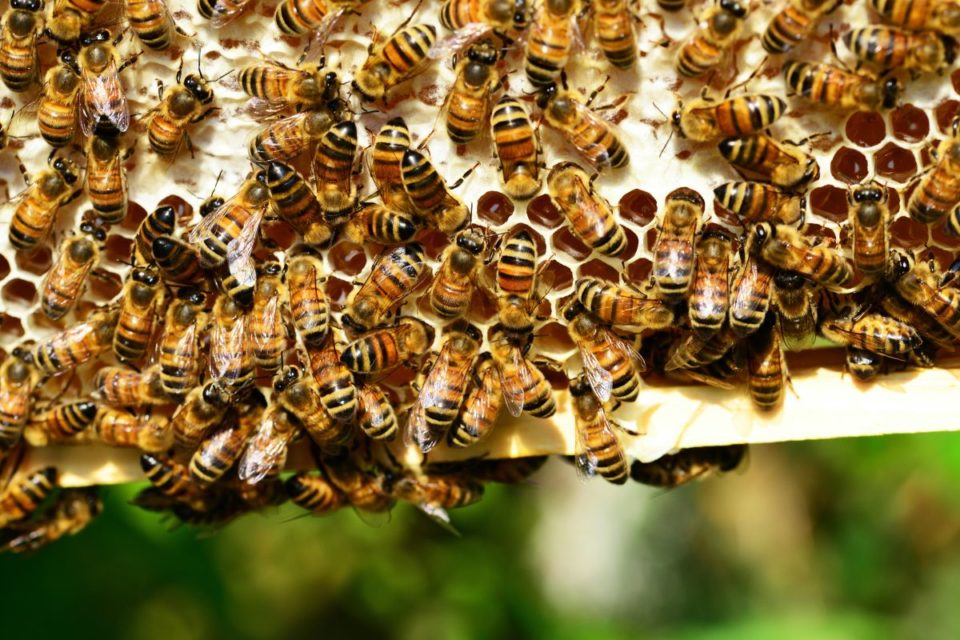 Más allá de la miel, se confía en las abejas para la polinización de los alimentos.