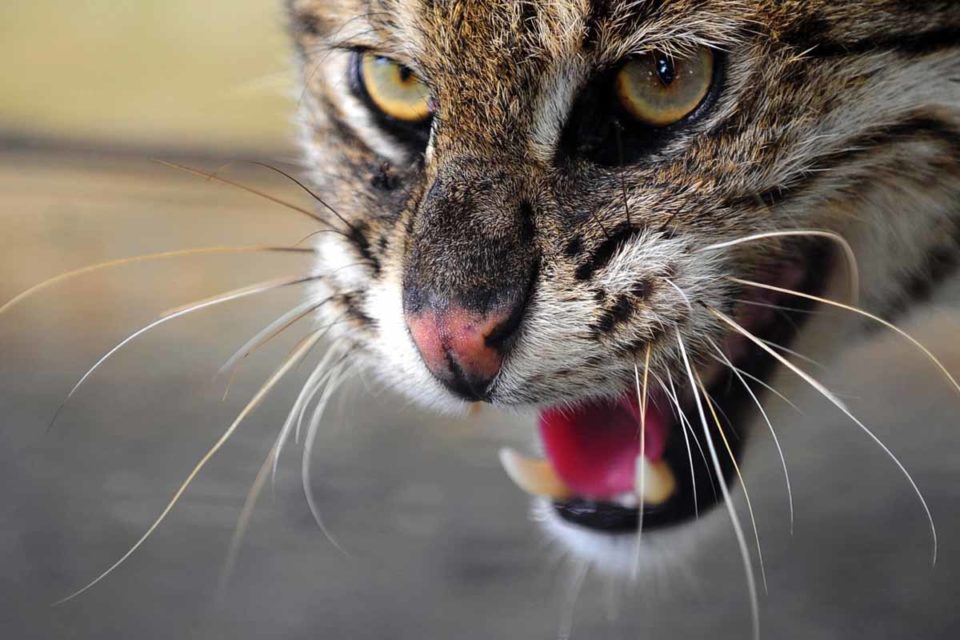 El departamento de Pesca y Vida Silvestre está peinando la zona a fin de encontrar al gato montés para reubicarlo y evitar que lastime a alguien más.