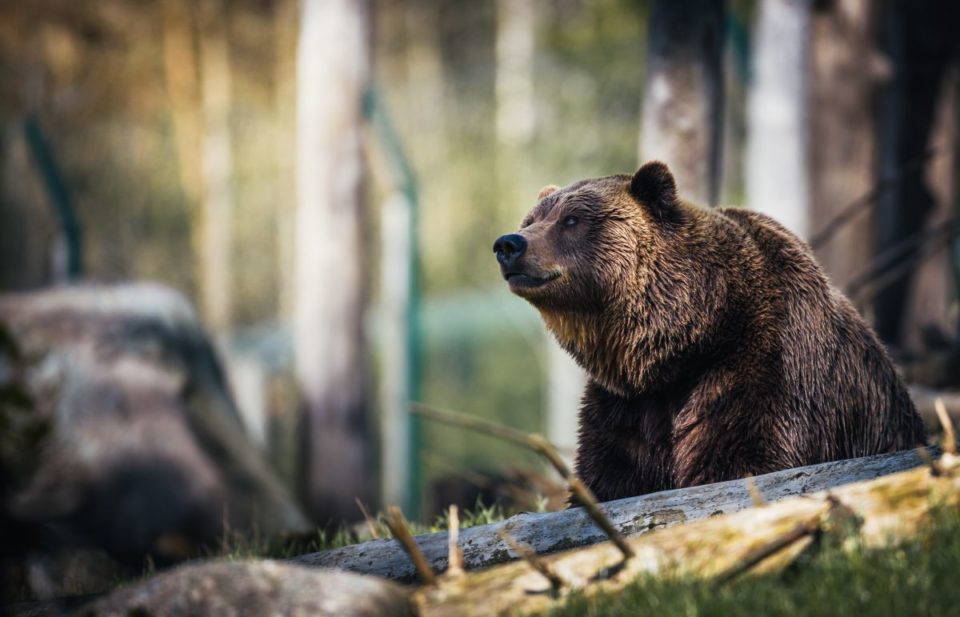 Ben, el oso, huyó a un área muy boscosa.