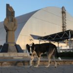 Los científicos buscaron obtener una comprensión más profunda de las poblaciones de perros inusuales que viven alrededor de Chernobyl.
