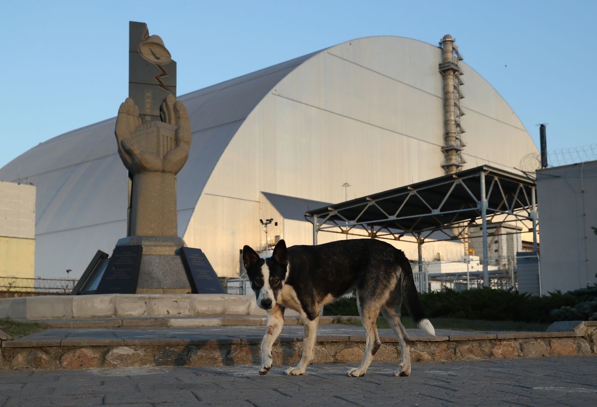 Los científicos buscaron obtener una comprensión más profunda de las poblaciones de perros inusuales que viven alrededor de Chernobyl.