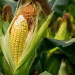 La disputa entre México y EE. UU. por el maíz transgénico se agrava