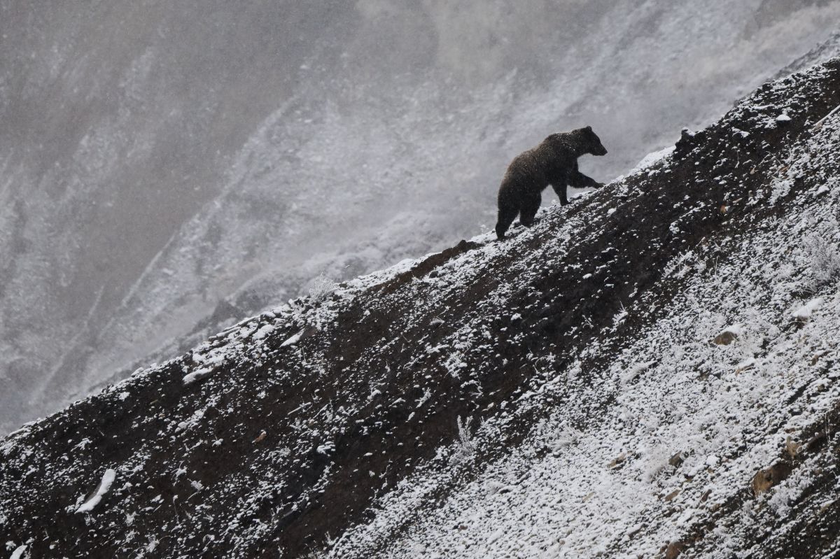 Es probable que el oso grizzly sea un macho.