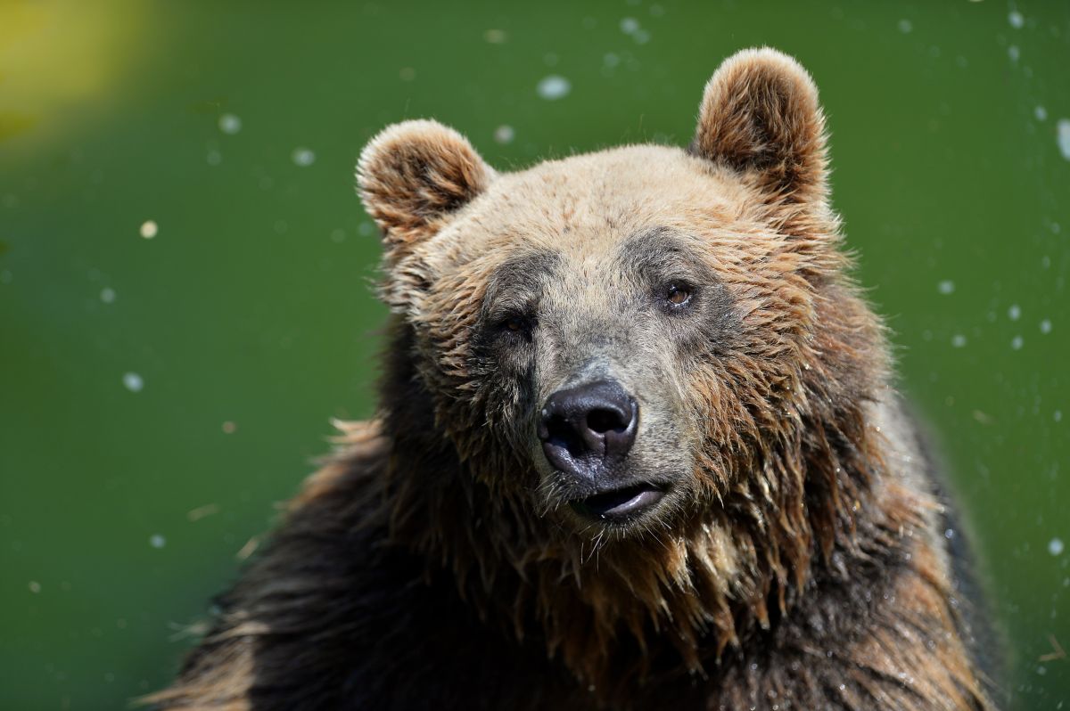 El oso atacó a Andrea Papi en las Dolomitas italianas.