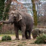 Video: Elefante del zoo de Berlín aprende por sí mismo a pelar plátanos