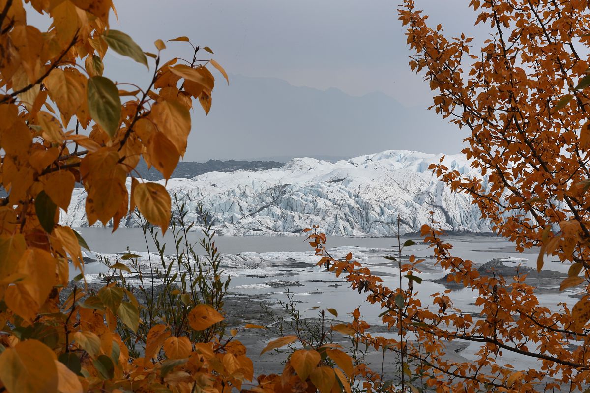 Un perro perdido de Alaska es encontrado después de que cruzara unas 150 millas de hielo marino