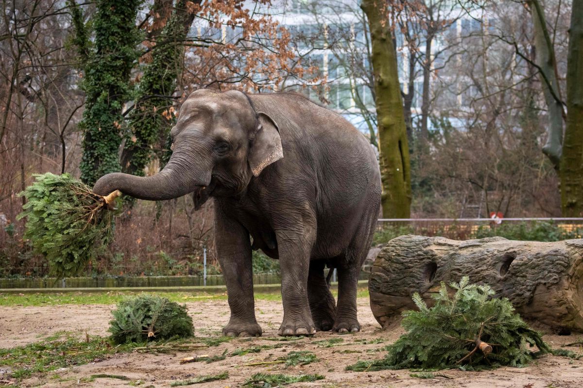 Video: Elefante del zoo de Berlín aprende por sí mismo a pelar plátanos