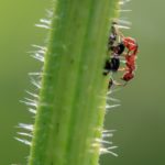 Alarma por hormigas extranjeras invasoras en Florida.