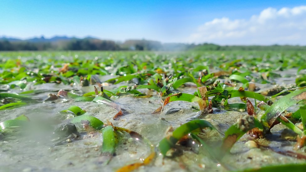 En el mundo hay unas 70 especies de algas que crecen en aguas poco profundas cerca de las costas.