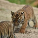 Nacieron 2 tigres de Sumatra en el zoo de Memphis.
