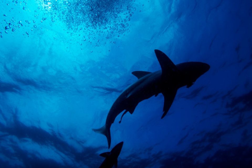 El tiburón atacó al hombre mientras pescaba.