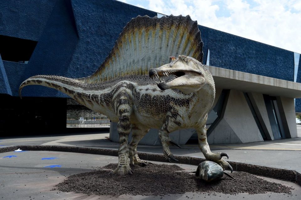 Los espinosáuridos comprenden diferentes grupos de dinosaurios que a menudo son grandes animales carnívoros.
