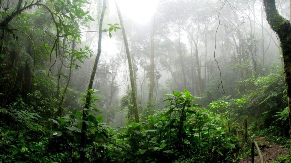 La selva amazónica.