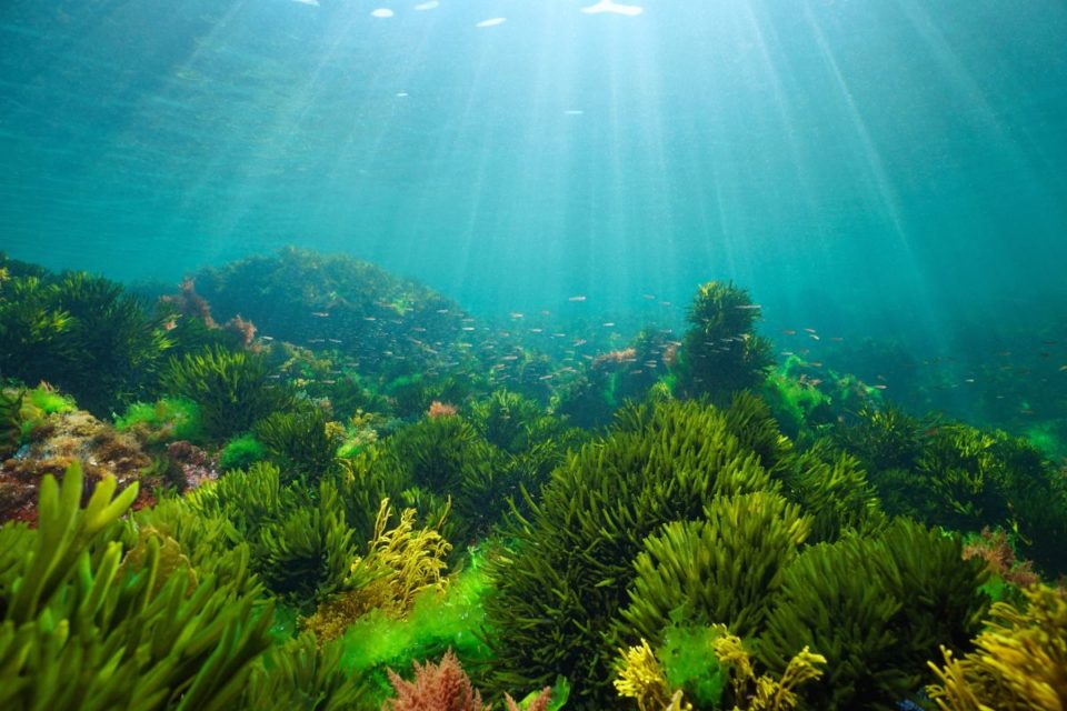 Pese a que a las selvas tropicales se les considera "el pulmón de la Tierra", son los océanos los que proporcionan entre el 50% y el 80% del oxígeno que respiramos.